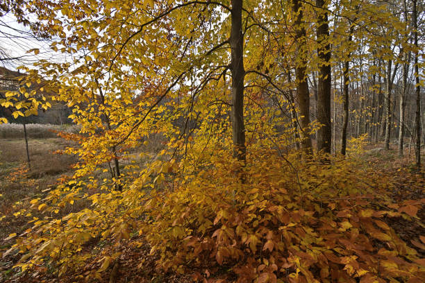 faggio americano sul bordo del bosco a fine ottobre - saturated color beech leaf autumn leaf foto e immagini stock