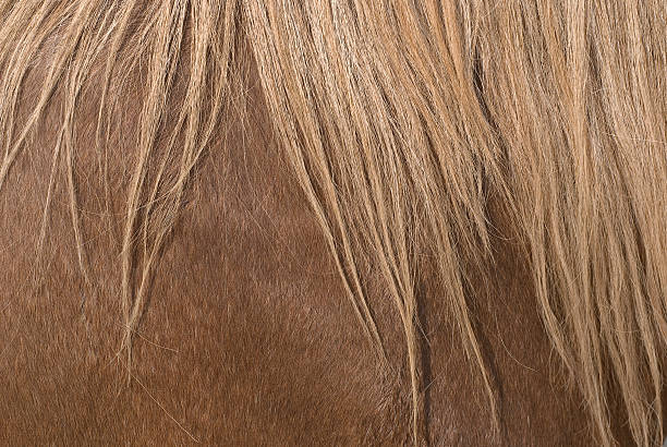 istock Mane of a Horse 118398469