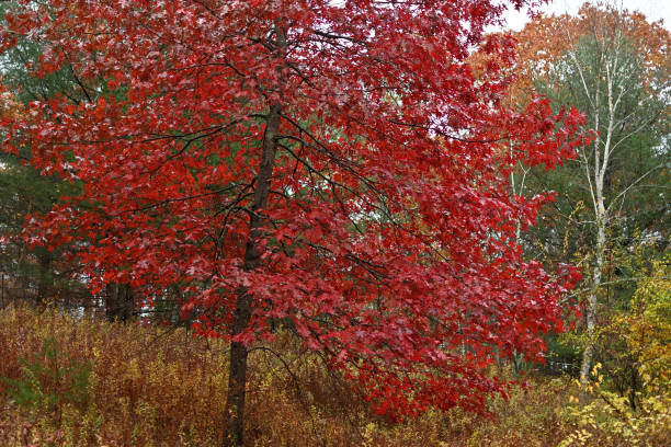 quercia scarlatta sotto la pioggia - betula papyrifera foto e immagini stock