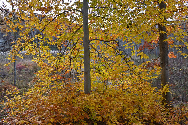 istock American beech with root sprouts in late October 1183984720