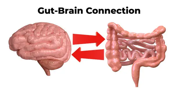 Photo of brain-gut connection. Communication between these organs is important to understand the role of intestinal flora in the emergence of diseases such as depression.