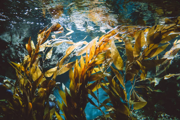 Underwater view of green plants Underwater view of green plants. kelp stock pictures, royalty-free photos & images