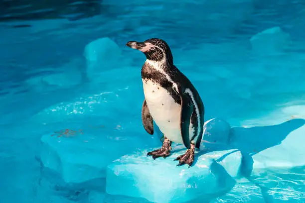 Adult Humboldt penguin standing on an artificial rock in a zoo pool. Image