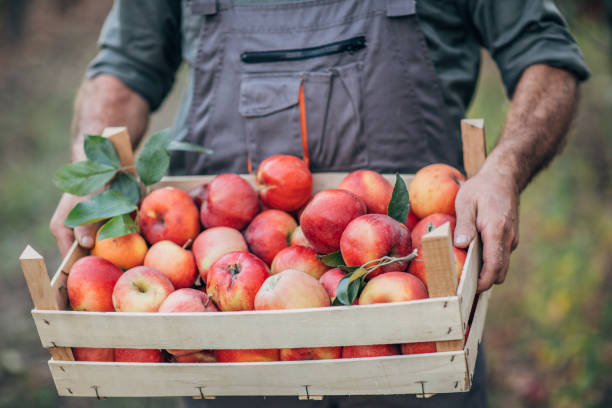 istock Hands of a farmer with picked apples 1183986145