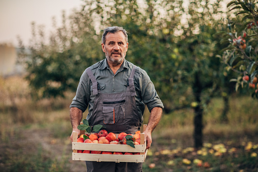 An elderly farmer carries apples through an orchard