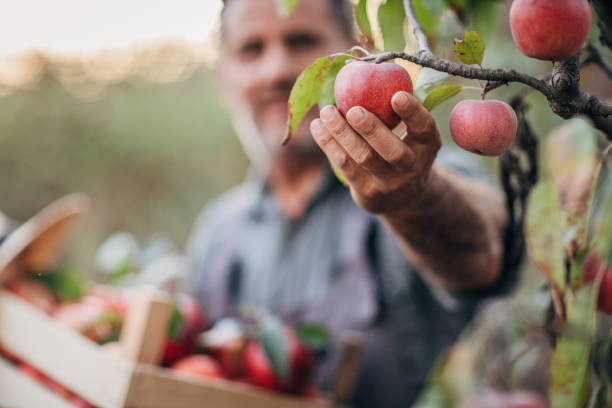 istock An elderly farmer picks an apple in his orchard 1183986223