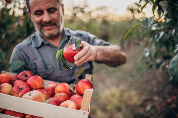 istock An elderly farmer picks an apple in his orchard 1183986264