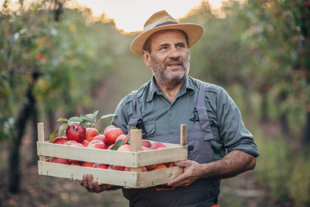 istock An elderly farmer picks an apple in his orchard 1183986285