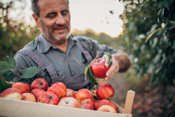 istock An elderly farmer picks an apple in his orchard 1183986299