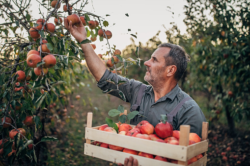 A farmer's hand picks an apple from a tree