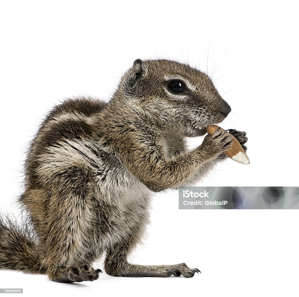 Side view of Barbary Ground Squirrel eating nut  Nut - Food Stock Photo