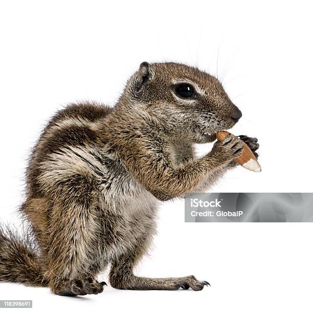 Side View Of Barbary Ground Squirrel Eating Nut Stock Photo - Download Image Now - Nut - Food, Squirrel, Cut Out