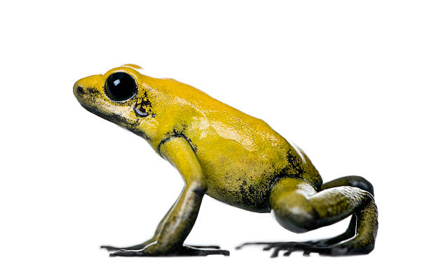 Side view of Golden Poison Frog against white background  poison arrow frog photos stock pictures, royalty-free photos & images