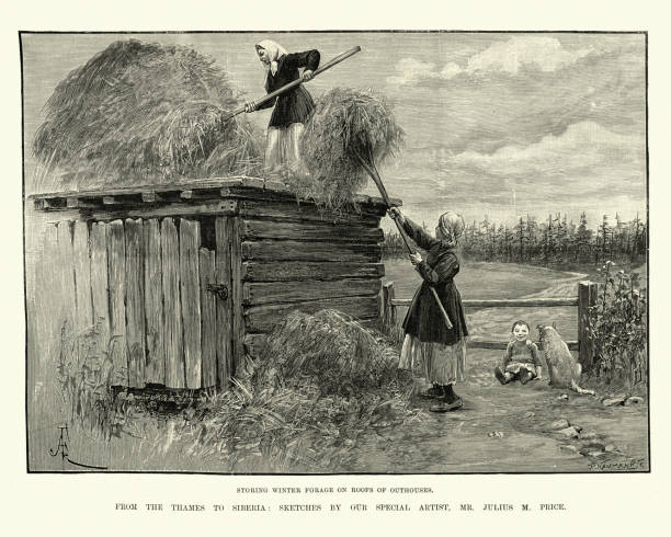 Women storing winter forage on roofs of outhouses, Siberia, Russia, 1890s Vintage engraving of Women storing winter forage on roofs of outhouses, Siberia, Russia, 19th Century antique pitchfork stock illustrations