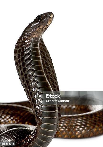 Closeup Di Cobra Egiziano Contro Sfondo Bianco - Fotografie stock e altre immagini di Ambientazione interna - Ambientazione interna, Animale, Animale selvatico