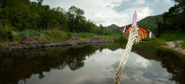 A Monarch butterfly feeding on cockscomb flower at riverside at dusk, mountains and cloudy reflecting on surface of water in backgrounds. Mae Wong National Park, Thailand.