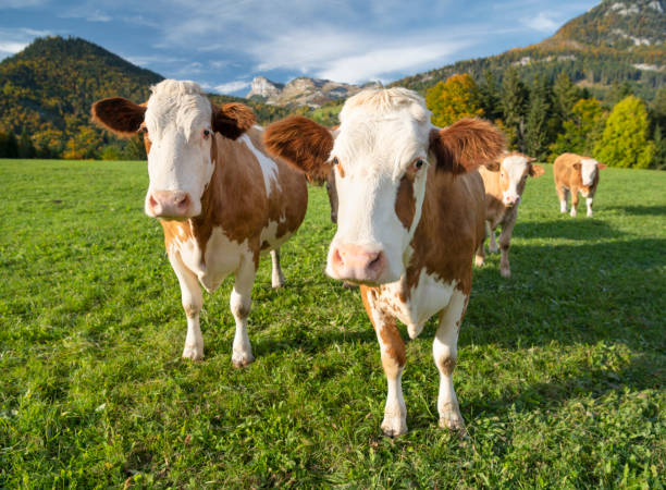 curious cows, austrian alps panorama - milk european alps agriculture mountain imagens e fotografias de stock