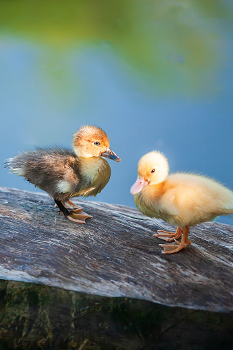 Happy couple ducklings stands on the log floating in residential pond in open farm.