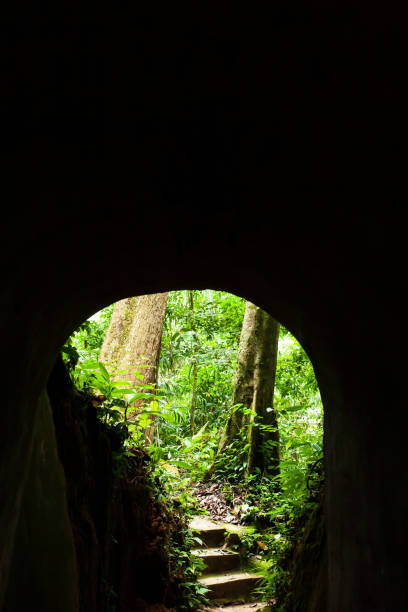 istock Empty dark tunnel to a mystic forest. 1183988095