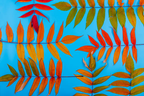 Red chokeberry leaves in a macro closeup with beautiful multicolored soft bokeh background. In this photo you can see all the warm fall / autumn colors and natural light. Photographed in Finland.