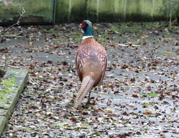 istock Rear view of male Pheasant standing on a leaf-covered boardwalk 1183989066
