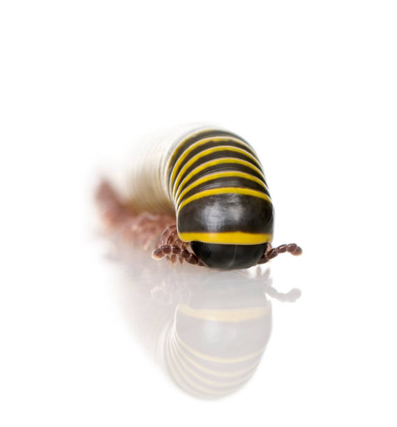 istock Black and yellow Millipede from Guyane against white background 118398951