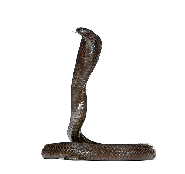 istock Side view of Egyptian cobra against white background, studio shot 118398953