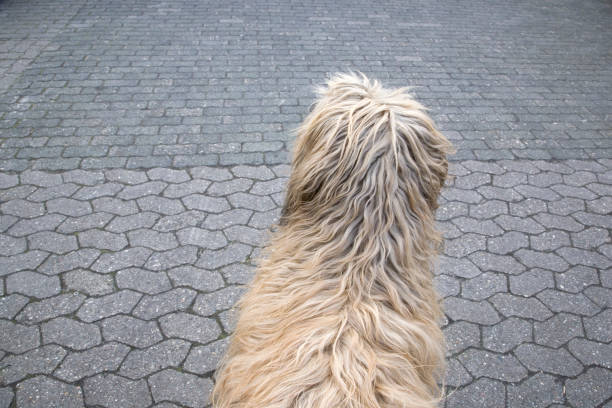 istock scraggy dog at stone-flagged ground 1183990850