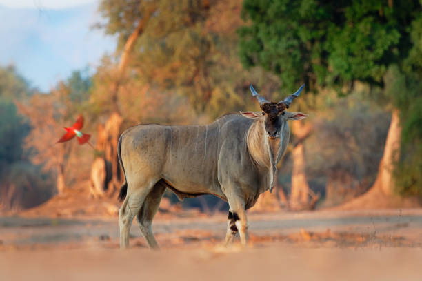eland commune - taurotragus oryx aussi l'antilope d'eland ou d'eland méridionale, l'antilope de savane et de plaines trouvée s'est trouvée en afrique orientale et australe, bovidae de famille et genre taurotragus - éland du cap photos et images de collection