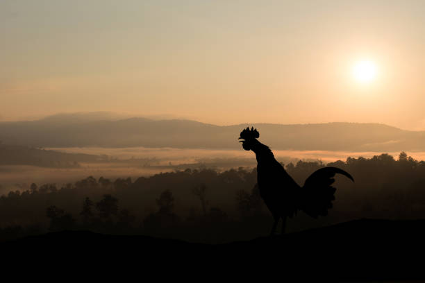 istock Silhouettes rooster crows in the morning 1183991157