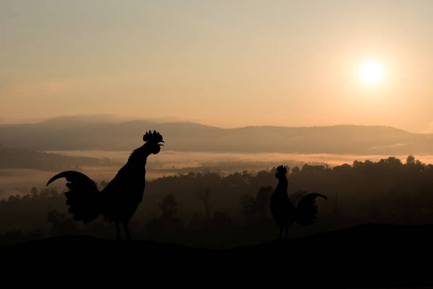 istock Silhouettes rooster crows in the morning 1183991164