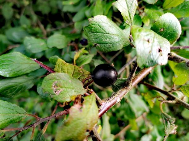 istock Sloes in autumn 1183991359