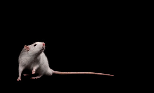Gray rat isolated on dark black background. Rodent pet. Domesticated rat close up. The rat is looking at the camera. Copy space