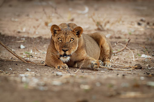 Lion Panthera Leo King Of The Animals Lioness Resting In The National Park  Mana Pools In Zimbabwe After The Succesfull Hunting Stock Photo - Download  Image Now - iStock
