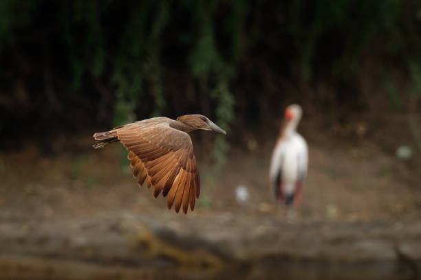 hamerkop - scopus umbretta oiseau brun de taille moyenne échassier. c'est la seule espèce vivante du genre scopus et de la famille scopidae - animal beak bird wading photos et images de collection