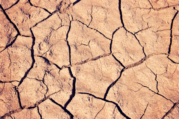 Dry, cracked mud on the bank of a river.