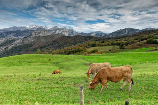 istock Cows graze in the Picos de Europa National Park 1183993795