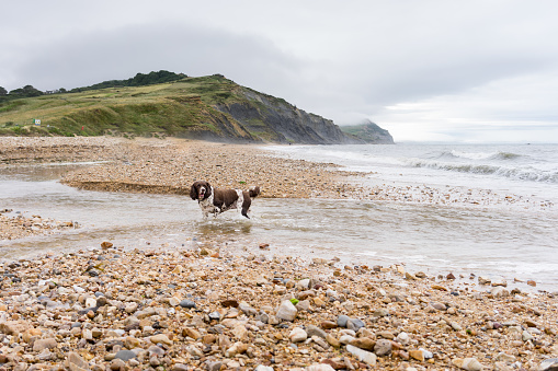 Large Munsterlander dog playing in the water at a pebbles beach in Charmouth, Dorset, United Kingdom with cliffs and the sea in the background