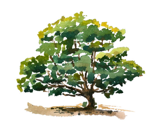 istock Watercolor drawn tree illustration in beautyful green tones isolated on white. Hand drawing water colour forest design elements. 1183994120
