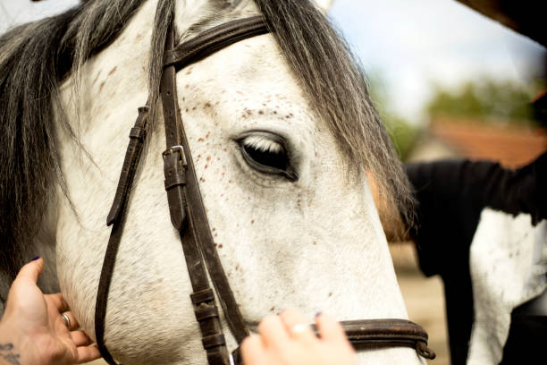 istock Horse head close-up 1183994155