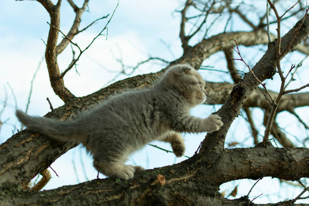 istock small fold scottish kitten climbed a tree branch in autumn, close up 1183995180