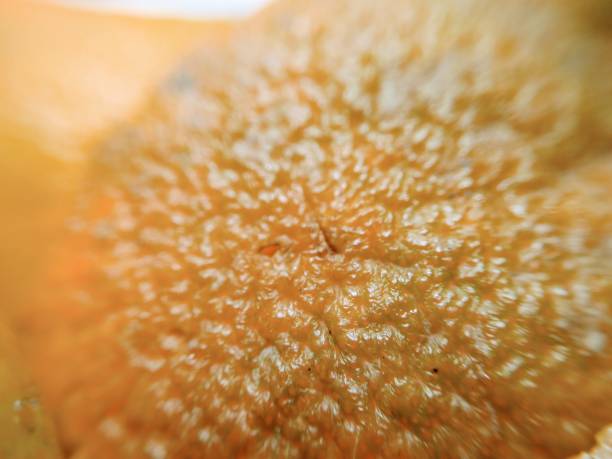istock Extreme close up on orange rind 1183995545