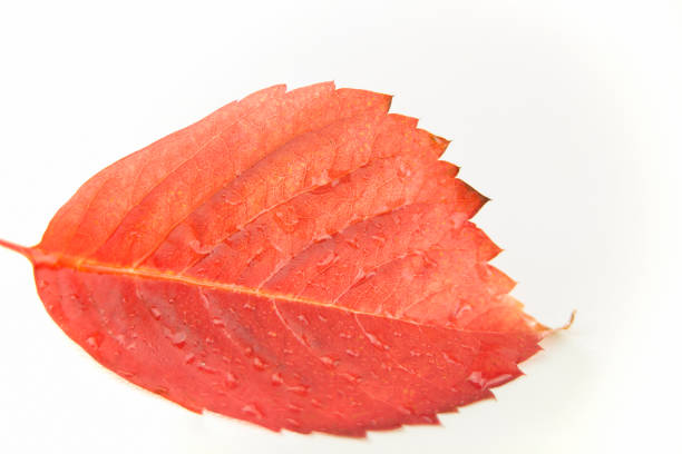Autumn in orange: angled close up view of a red wisteria leaf with dewdrops on a white background