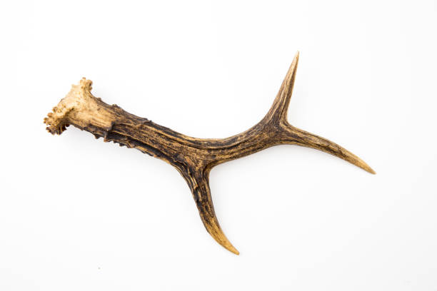 istock One European roe deer (chevreuil) antler found in forest, isolated on white background. A bit weathered. 1183996637