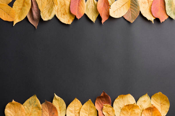 istock yellow leaves on a black background 1183997234