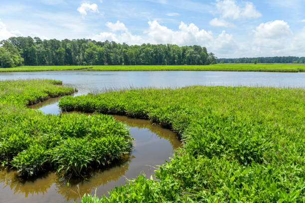 summer marsh - una vista de verano de gran angular de exuberantes pantanos verdes en la histórica jamestown island, virginia, ee. uu. - spring forest scenics wetland fotografías e imágenes de stock