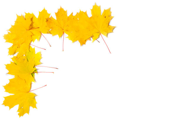 istock Autumn composition. Frame made of autumn maple leaves 1183997849