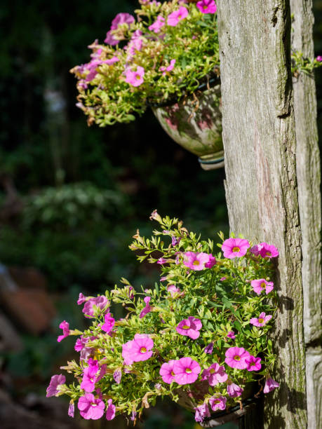 istock summer time in the garden 1183998309
