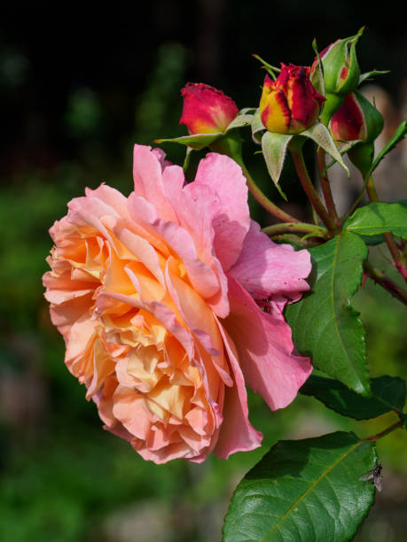 istock summer time in the garden 1183998521