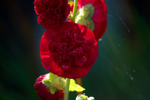 istock Image of a bright red hollyhock flower 1183999603